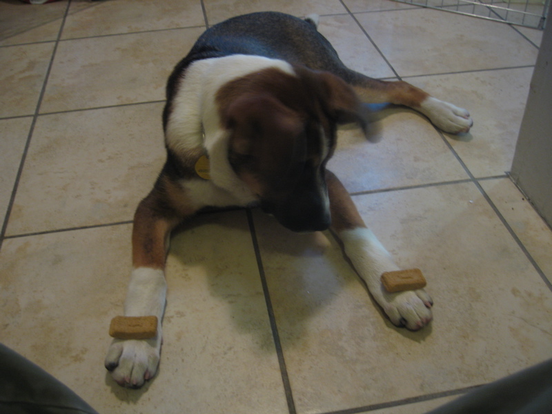 Sous waits for biscuits