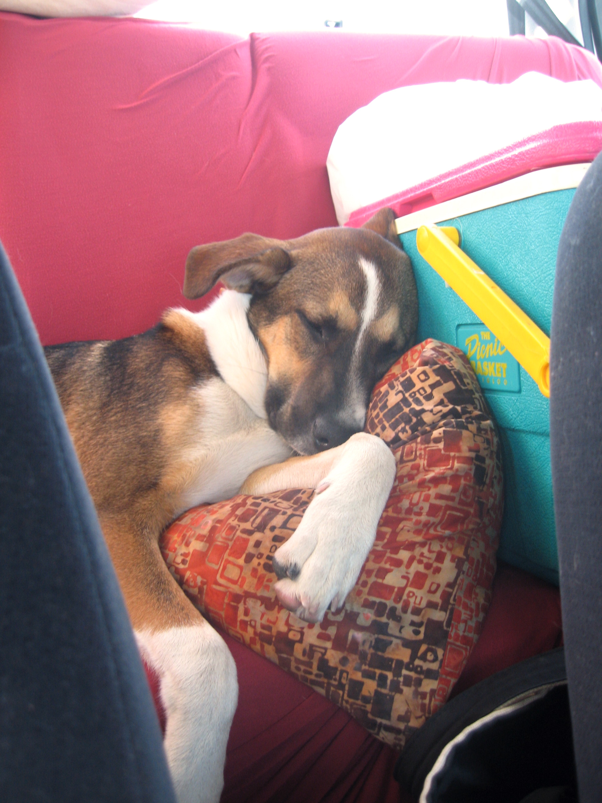 sous sleeps in the car